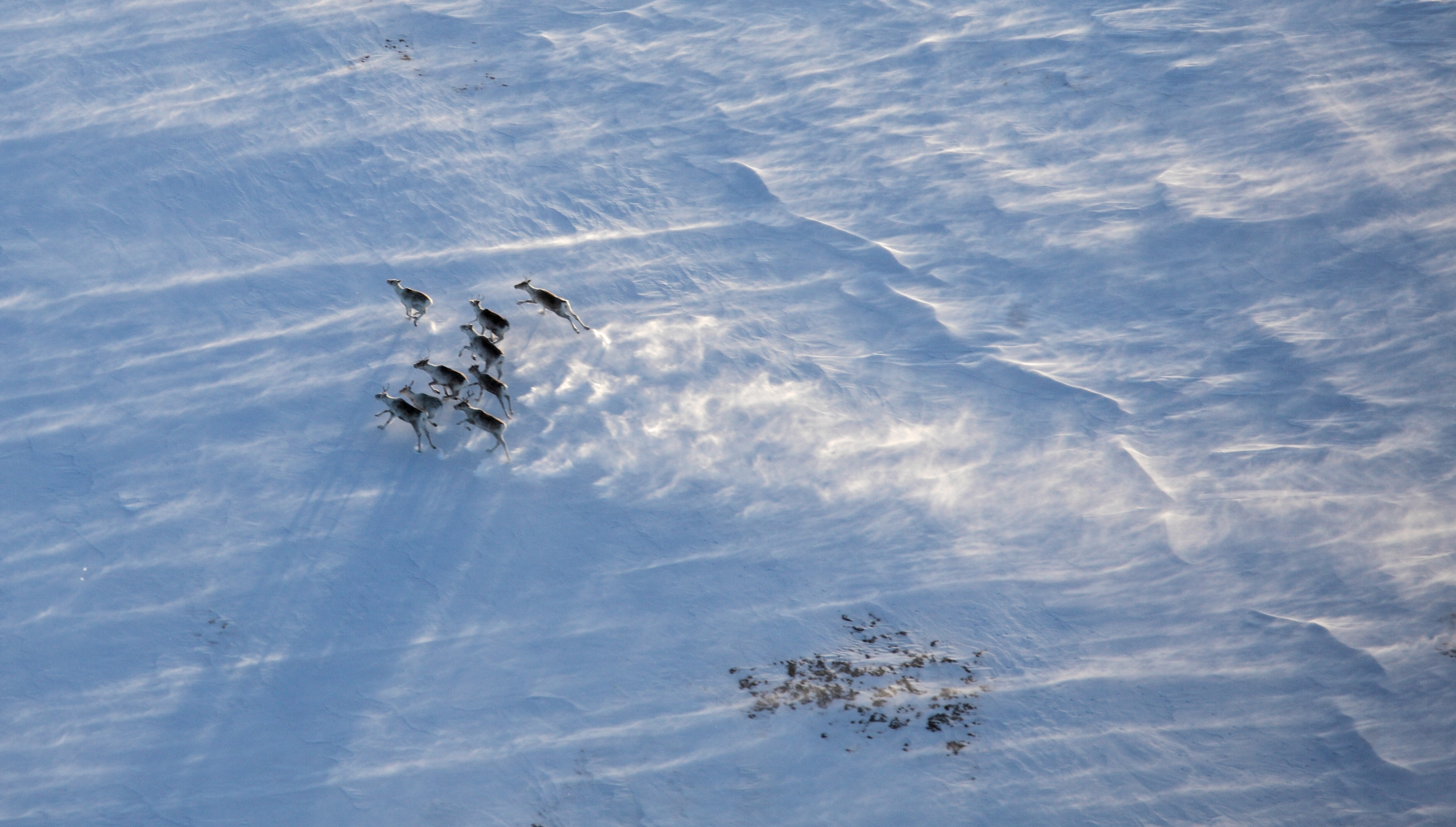 Villreinflokk på Hardangervidda