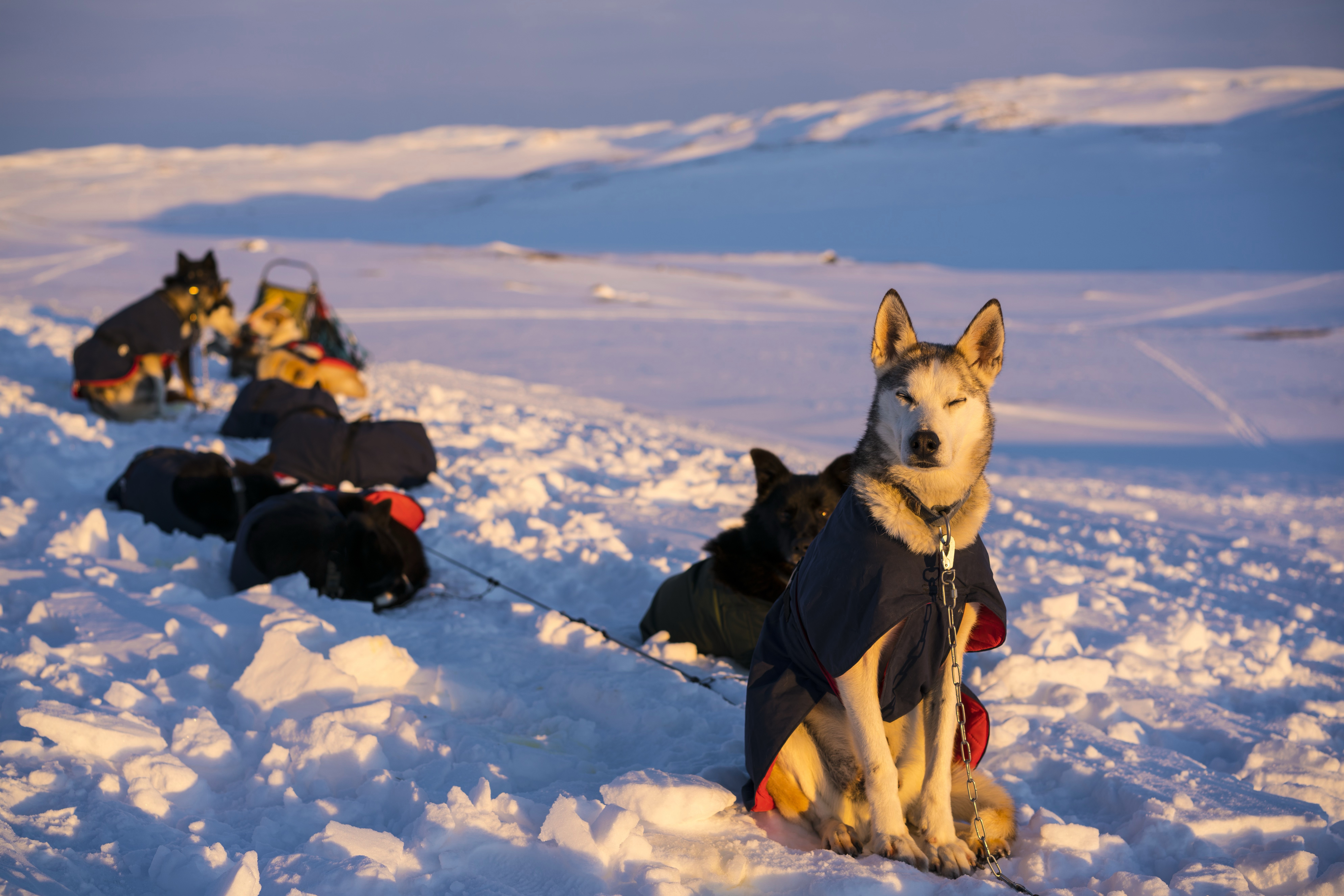 Hardangervidda om vinteren — snødekt høyfjellsplatå